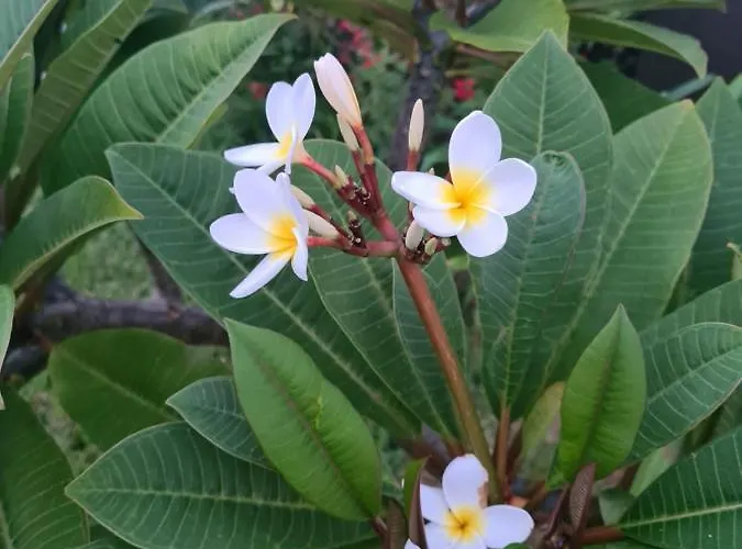 Willa Magnolia - To Explore The Island *